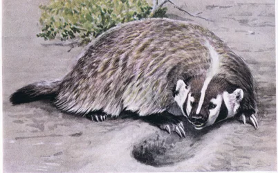 Strong Clawed Badger Excavating for Food
